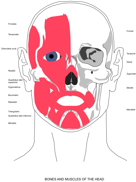 The poster shows a detailed illustration of human facial muscles with labels indicating their names such as "bones" and "muscles."
