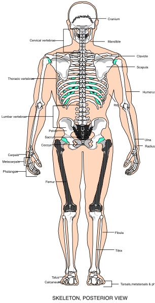 The image shows a detailed anatomical illustration of human skeletal structure with labels indicating different bones such as skull, ribs, spine, hip bone, femur, tibia, fibula, and other parts like shoulder blades, collarbones, wrist bones etc., all set against white background.