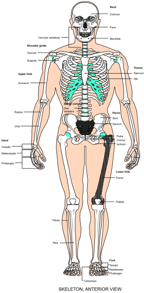 The image shows a skeleton with labels indicating different parts of anatomy on its torso against a white background.