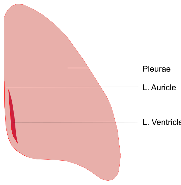 The image shows a red shape with annotations indicating different parts of it: "Neureae," "L auricule" (Left ear), "Vérincle" (Right side).