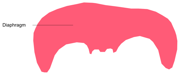 The image shows a red lipstick drawing on top of an educational chart with text that includes "pharynx" and other medical terms related to vocal cords in humans.