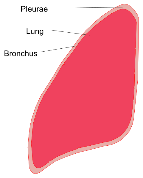 The image shows a diagram of an organ with labels indicating its parts: "PLEURAE," "LUNG," "BRONCHUS."