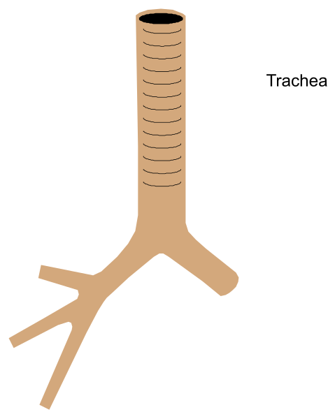 The image shows a simplistic illustration of an upright trachea with branches that resemble tree roots extending downwards from its base.
