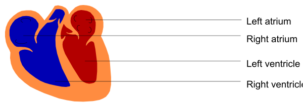 The image shows a diagram with two heart shapes labeled "left ventricle" on top of each other at different levels: one is red-orange and smaller than the larger blue shape below it which represents the right side, indicating that these labels refer to parts or chambers within an animal's cardiovascular system.