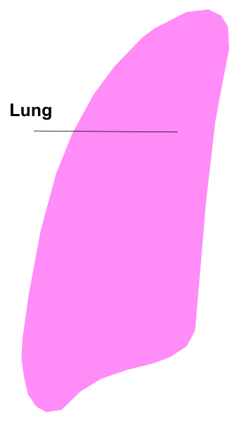 The image shows a pink line with text on it that reads "lung" next to an illustration of lungs within what appears to be a medical context.
