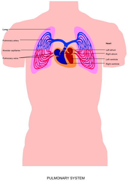 The image shows a diagram of anatomical systems within a human body with labels indicating different parts such as lungs, heart, stomach, kidneys, liver, spleen, pancreas, adrenal glands and reproductive system.