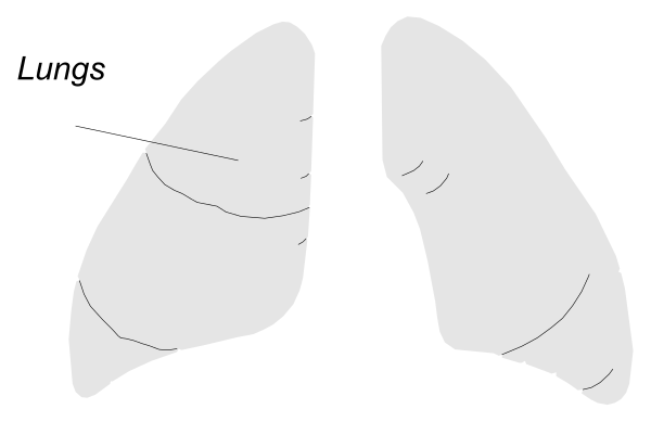 The image shows a black and white illustration of anatomical lungs with labels indicating their parts: "lungs" on top left corner; right lung is labeled as such in bottom center part of picture.
