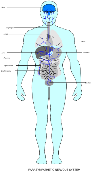 The image shows a detailed anatomical illustration of human body systems with labels indicating different parts such as organs like heart, lungs, liver, kidneys etc., along with their respective functions in black text on white background.