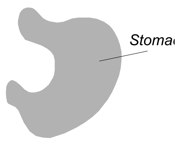 The image shows a black silhouette of an animal with its head turned to look at another object labeled "Stomach."