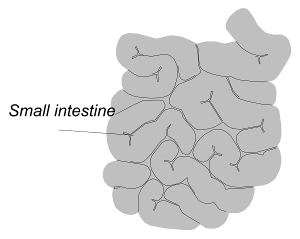 The image shows a diagram of an organism with labeled parts: "small intestine" is highlighted by a black arrow pointing to it within what appears to be a cross-sectional view of another part, possibly representing digestion in animals like humans and cows.