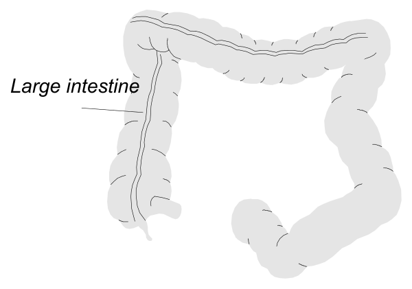 The image shows a black and white illustration of an intestine with text indicating "large" above it on top left corner.
