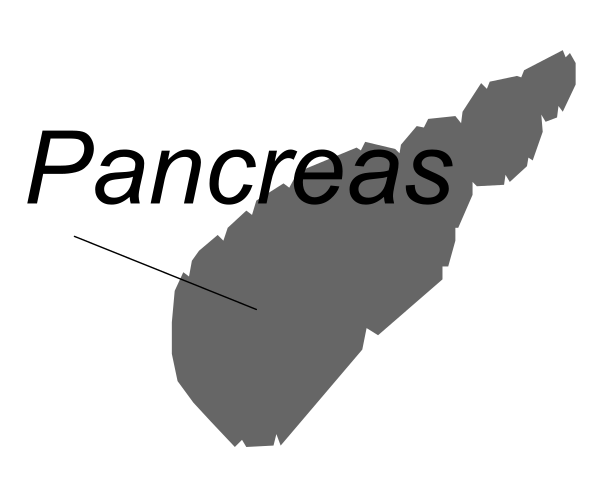 The image shows a black silhouette of an island with text that reads "Pancreas" pointing to it from above.