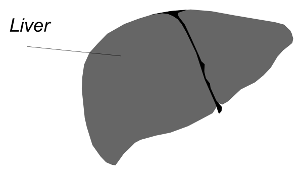 The image shows a gray silhouette of an organ labeled "liver" with arrows pointing to it from two other organs that say "kidney."