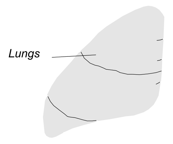 The image shows a simple line drawing of an object that resembles lungs with two lobes connected by a thin stem-like structure labeled "lungs."