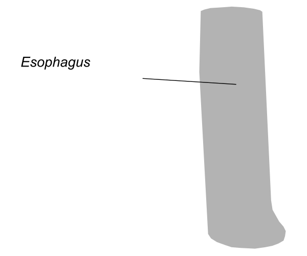 The image shows a black and white illustration of an esophagus with its location labeled on it within another body part that is partially visible in gray tone at the bottom right corner.