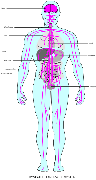 The image shows a detailed anatomical illustration of human body systems with labels indicating each part's function within the system it belongs to.