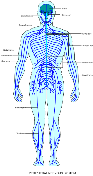 The image shows a detailed anatomical illustration of human skeletal system with labels indicating different parts such as skull, spine, ribs, lungs etc., set against white background in portrait orientation.