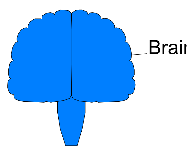 The image shows a blue brain with an arrow pointing to it labeled "brain," next to which is text that reads "a la."