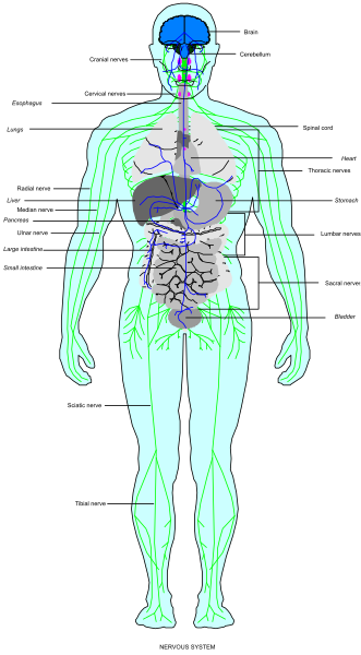 The image shows a detailed anatomical illustration of human body systems with labels indicating different parts such as organs like heart, lungs, liver, kidneys, stomach etc., bones, muscles, nerves, blood vessels and other internal structures in shades of blue on white background.