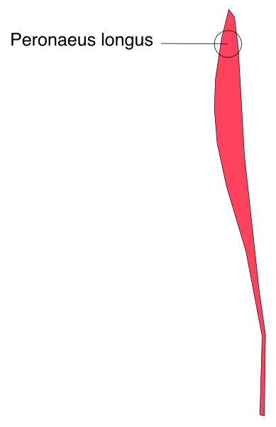 The image shows a red line with annotations indicating "Pelvis" at its lower end on what appears to be a medical illustration of human skeletal structure in profile view from behind.
