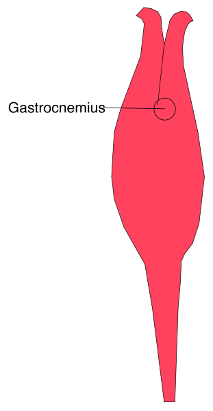 The image shows a diagram of an animal with labels indicating its parts: "gastrocnemius" on the stomach area and "stomach."