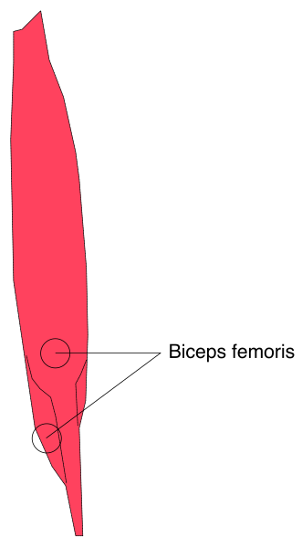 The image shows a diagram of human anatomy with labels indicating muscles such as "biceps" pointing to different parts on what appears to be a skeletal structure against a red background.