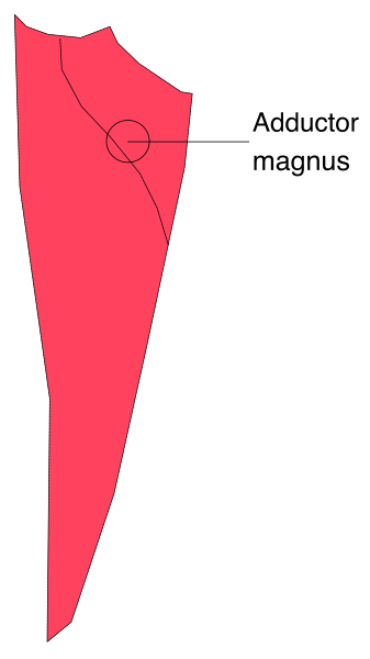 The image shows a red flag with an illustration of Magnus on it next to text that reads "Adductor."