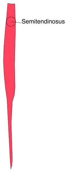 The image shows a red line with text labels on it that read "Semitemidnosis" at two points along its length; there is also an arrow pointing to one of these labeled sections indicating this part represents Semitendinosus, and another label reading "Semitendinous."