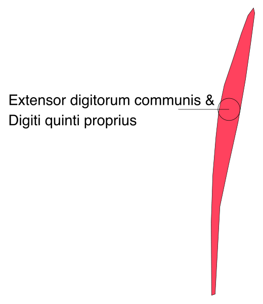 The image shows a red arrow pointing to an area on a piece of paper with text that reads "EXTENSIOR DIGITRUM COMMUNIS & digitali quantiti proportius".
