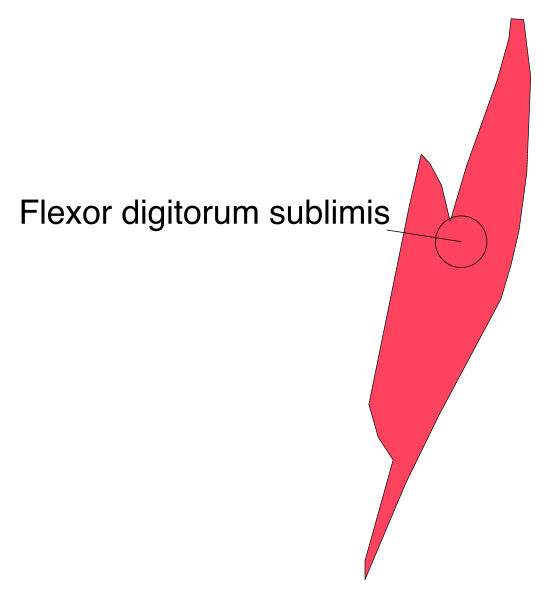 The image shows a red graph with annotations pointing to different parts of it: "Flexori ai" (flexor muscles), indicating where these muscle groups originate from in human anatomy; "Sublimis", which is likely referring to another part or structure within this context, possibly related to the flexors.