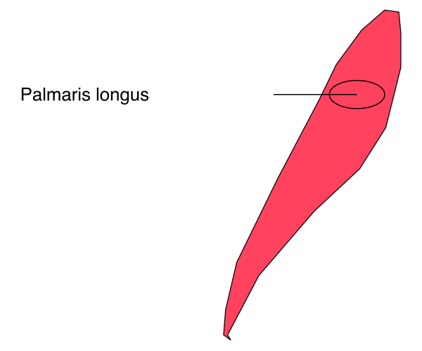The image shows a red arrow pointing to Palamrí Longus on an illustration of human body parts with labels in French.