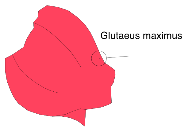 The image shows a red leaf with text that reads "glutaus maximus" pointing to it from above.