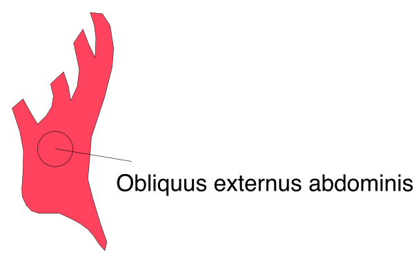The image shows a red fish with an arrow pointing to its eye on top of what appears to be water.