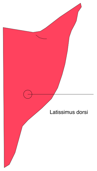 The image shows a red flag with white text on it that reads "LATISSIMUS DORSI".