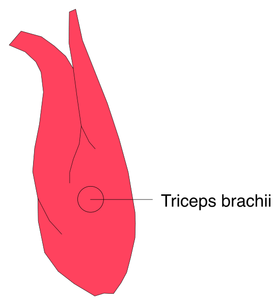 The image shows a red heart with an arrow pointing to it labeled "trippeps branch".