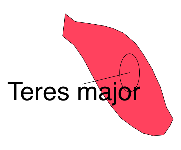 The image shows a red shape with text that reads "teres major" on it against a white background.