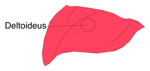The image shows a red leaf with text on it that reads "Deltoidius."