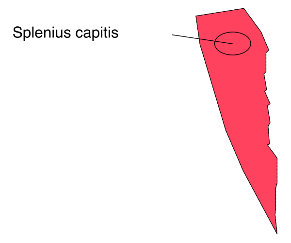 The image shows a map with an area highlighted by red coloring; there is text pointing to this region that reads "Solonius capitis," indicating it's part of Solonia in Romania, and another label showing its geographical coordinates as 45°20′39.8″N latitude and 21°37′36.2″E longitude. The map is a simple outline with no additional details or features visible within the image provided. There are also two small insets, one showing an enlarged view of Solonia