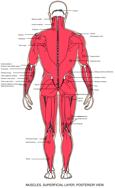 The image shows a detailed anatomical illustration of human muscles with labels indicating their names on a poster-like background that includes text about muscle groups such as "muscles superior to view" and other related information, all set against a red backdrop.