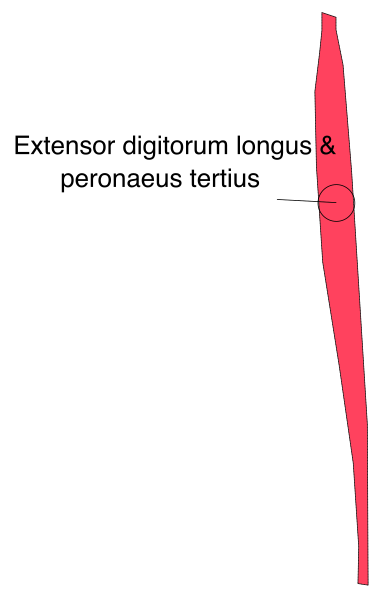 The image shows a red vertical line with text on it that reads "EXTENSOR DIGITUM LONGUS & PERMONEAS TIBIIS."