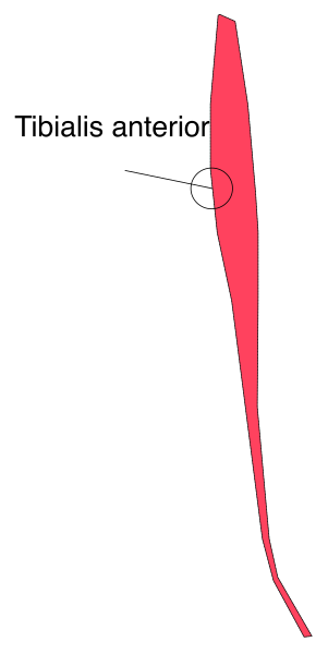 The image shows a red arrow pointing to an object labeled "tibialis anterior."