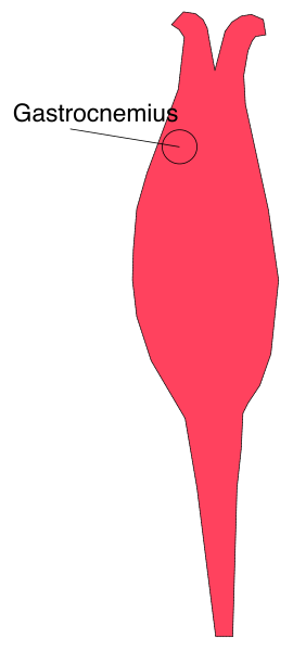The image shows a red stylized representation of an animal with text indicating it is "Gastrochemus" on top right corner against a white background that has black stripes at bottom left and upper right corners, creating a flag-like appearance.