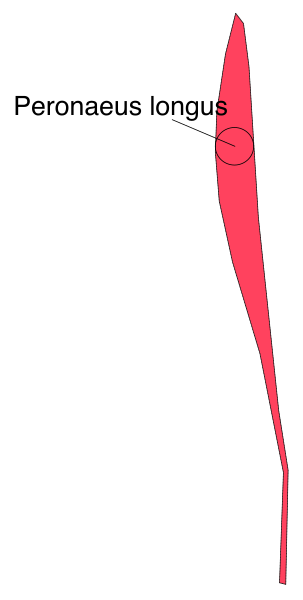 The image shows a red arrow pointing to an object labeled "Peronaeus longus."
