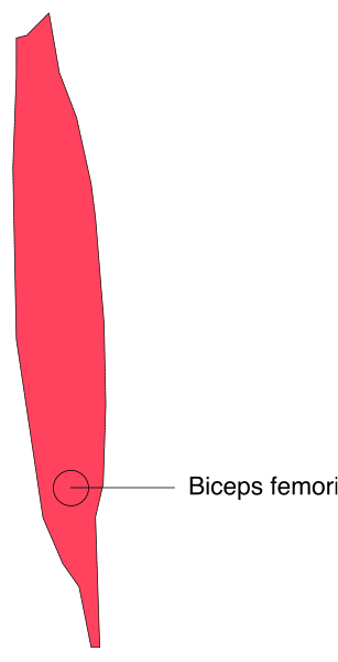 The image shows a diagram of human anatomy with labels indicating muscles such as biceps femoris (thigh muscle) in red color against white background.