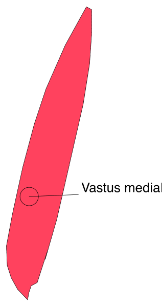 The image shows a red arrow pointing to an object labeled "vasus media" with its position indicated by coordinates (0.289, 0.567). There is no other significant content in this clip-art image. It's simple and straightforward without any additional context or elements present.