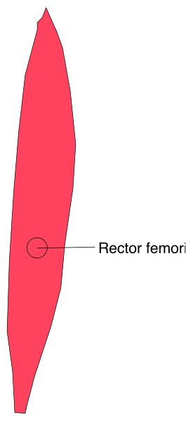 The image shows a red arrow pointing to an area labeled "rector" on what appears to be a scientific diagram with various other labels such as 'fermo' indicating different parts of some sort of structure within it, and there is also text that reads '10'.