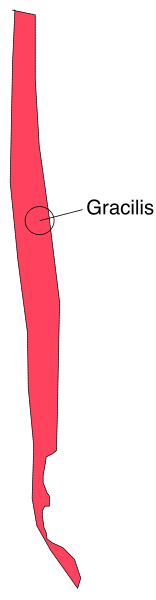 The image shows a red line with an arrow pointing to it on top of another layer that appears to be a map section labeled "Graçios."
