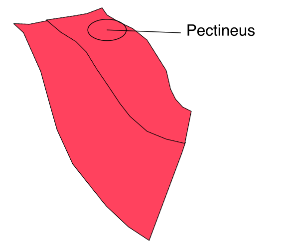 The image shows a red map of an island with labels indicating its shape as "Pepcineus" on top left corner.