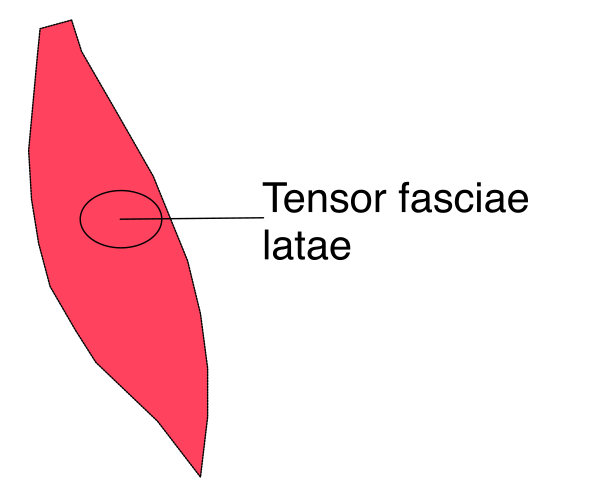 The image shows a diagram with annotations indicating that it represents "tensore fasciae lateae" which is Latin for deep back muscles in humans.