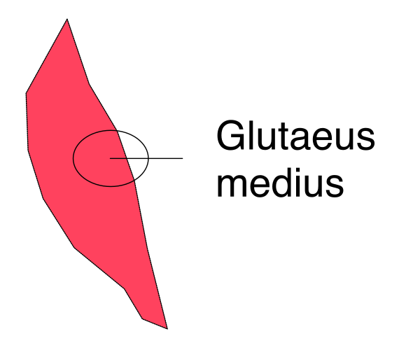 The image shows a red leaf with text around it that reads "glutaus medius."